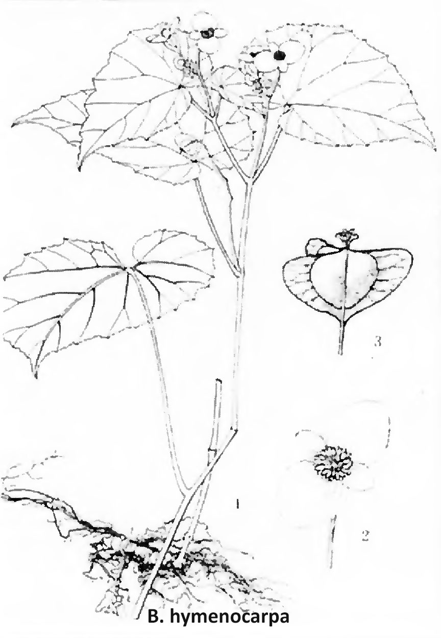 B. hymenocarpa